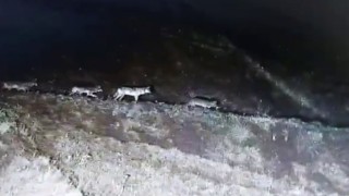 Yiyecek arayan kurt sürüsü güvenlik kamerasında