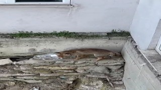 Yiyecek arayan tilki kamerada