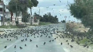 Yolda sığırcık istilası: Sürücüler ilerleyemedi