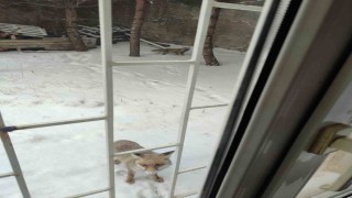 Yozgatta aç kalan tilkiler kedi mamalarına dadandı