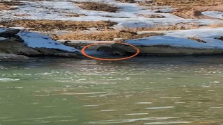 Yüksekovada nesli tükenme tehdidinde olan su samuru görüntülendi