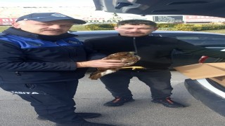 Zabıtanın dikkati doğanı kurtardı
