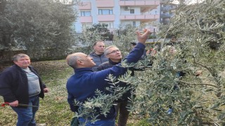 Zeytin budamayı uygulamalı öğrendiler