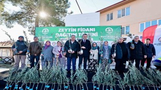 Zeytin fidanları toprakla buluşuyor, Denizli kazanıyor