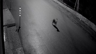 Zonguldakta aç kalan çakal, avladığı kediyle kameraya yakalandı