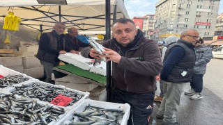 Zonguldakta istavrit tezgahları şenlendirdi