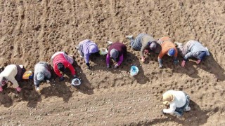 35 yıldır sarımsak tarlalarında çalışan kadın: Düğüne gider gibi sarımsak tarlasına geliyorum