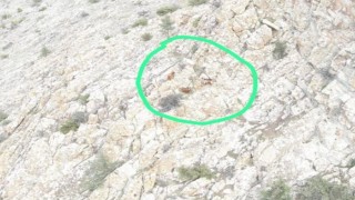 5 gün önce kaybolan 4 küçükbaş hayvanı jandarma buldu