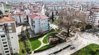 6 asırlık ağaç ve değirmen Çarşambanın merkezini süslüyor