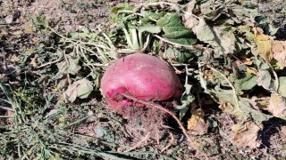 6 kilo 700 gram dev turp görenleri şaşırtıyor