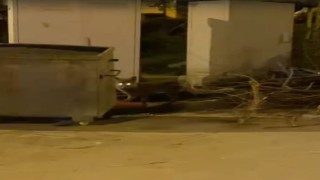 Aç kalan tilki şehir merkezine indi