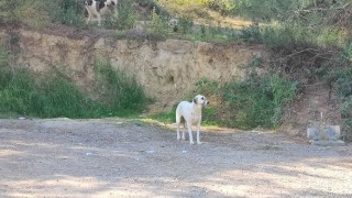 Adana’da Başıboş Sokak Köpekleri Endişe Yaratıyor: Vatandaşlardan Tepki