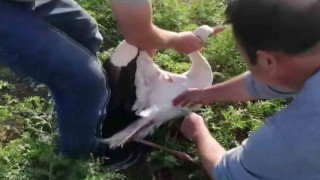 Adıyamanda balık oltasına leylek takıldı