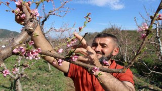 Ağaçların hepsini soğuktan korumak için dondurmuştu, tomurcukların yüzde 80i çiçek açtı