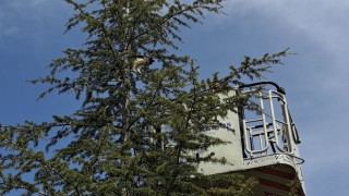 Ağaçta kalan kediyi itfaiye ekipleri kurtardı