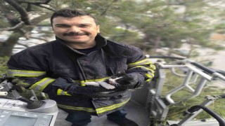 Ağaçta mahsur kalan kediyi itfaiye kurtardı