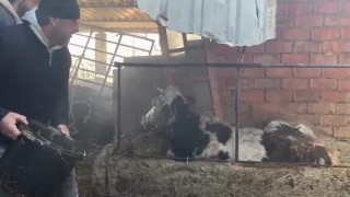Ahır yangınında büyükbaş hayvanlar son anda kurtarıldı