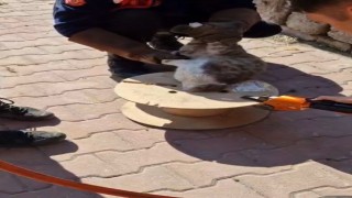 Ahşap makaraya sıkışan yaramaz kediyi itfaiye kurtardı