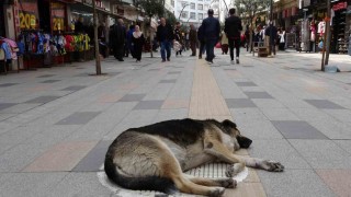 Altınorduda sokak köpekleri esnaf ve vatandaşları bezdirdi