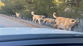 Amasyada tedirgin eden görüntü: Sokaklarda köpek çeteleri