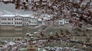 Amasyaya mart ayında kar yağdı, çiçekler kar beyazıyla kaplandı