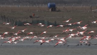 Ankarada konaklayan flamingoların yaşam alanı tehdit altında