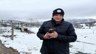 Anneleri ölen yavru kurt köpeklerine Kangal köpeği annelik etti