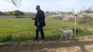 Annesinin sütü yetmeyince biberonla beslenen yavru kuzu sahibinin peşinden ayrılmıyor
