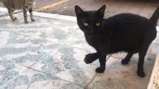 Antalyada kayıp kara kediler bilmecesi