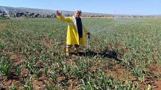 Araban Sarımsağında hasat öncesi yağmurlama sulama başlatıldı
