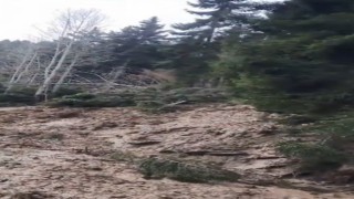 Artvinde heyelan ormanı yerle bir etti, köy yolunu ulaşıma kapattı
