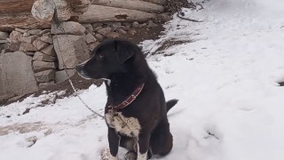 Artvinde kurt sürüsüyle tek başına mücadele eden köpeğin sahibi yaşanan o anları anlattı
