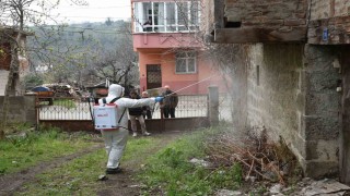 Atakumda kahverengi kokarca ile mücadele çalışması