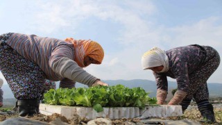 Aydında yaz marulları toprakla buluştu