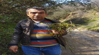 Aydının acı otu kedirgen ve sarmaşıklar yüzünü gösterdi