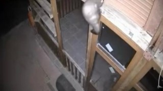 Bağ evine girmeye çalışan sansar ve nesli tehlike altındaki vaşak kamerada