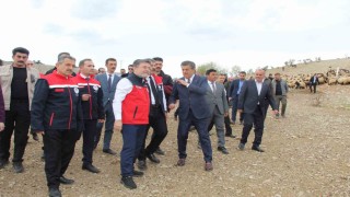 Bakan Yumaklı, Cudi Dağı eteklerinde kuzu koyun buluşmasını izledi