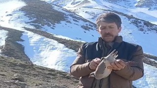 Batmanda duyarlı vatandaş, bulduğu keklikleri sevdikten sonra doğaya bıraktı