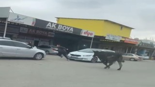 Batmanda sanayi sitesine giren inek esnafa zor anlar yaşattı