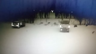 Bayburtta kurt sürüsü köpeği telef etti