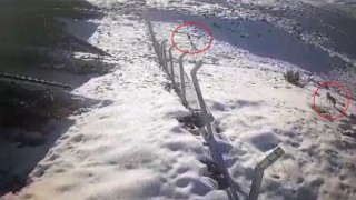 Bayburtta şehir merkezine ve köy yerleşim alanına inen aç kurtlar güvenlik kamerasına yansıdı