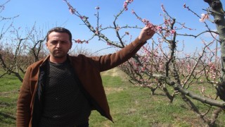 Bayramiç çiçek açan ağaçları don vurdu