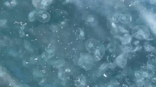 Beşiktaşta sahil denizanalarıyla kaplandı