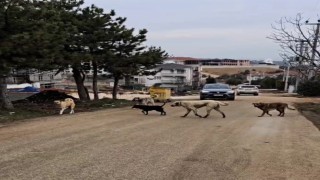 Bilecikte gece sokaklarda insandan çok köpekler geziyor
