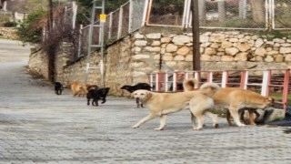Bilecik'te sokak köpeklerinin hepsi toplanacak