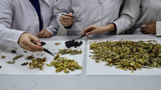 Bilimsel araştırma yapıldı: Kış çayları yarardan çok zarar verebilir