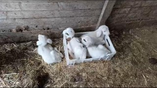 Burdurda bir koyun tek seferde 4 erkek kuzu doğurdu