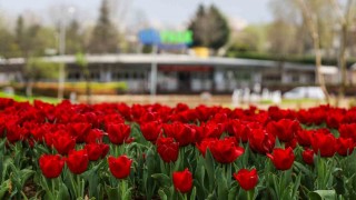Büyükşehir, parkları lale ve çiçeklerle renklendirdi