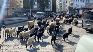 Caddelerde koyun sürüsünü görenler şaşkına döndü! Artvinde yayla göçü erken başladı