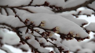 Çiçek açan erik ağaçları karla birleşince kartpostallık görüntüler çıktı